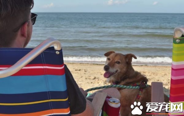 长年被拴的威利小姐 在生命最后时刻体验了快乐