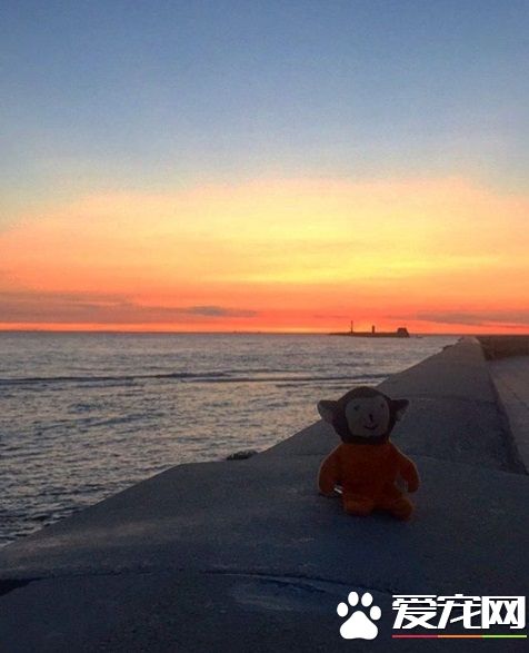 主人出门旅猫咪不舍主人 将爱心娃娃丢给主人