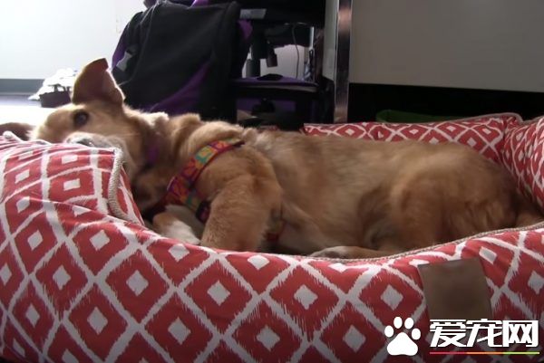 长年被拴的威利小姐 在生命最后时刻体验了快乐