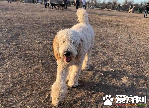 惨遇车祸！痛失母亲的莎曼珊辗转找回爱犬