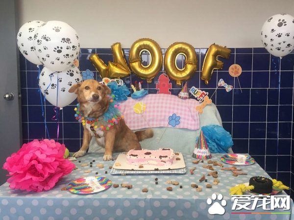 长年被拴的威利小姐 在生命最后时刻体验了快乐