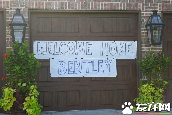 惨遇车祸！痛失母亲的莎曼珊辗转找回爱犬