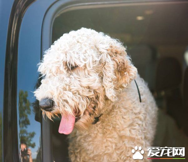 惨遇车祸！痛失母亲的莎曼珊辗转找回爱犬