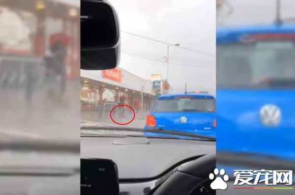 超有爱!狗狗大雨中等主人 好心男子脱外套为狗狗保暖