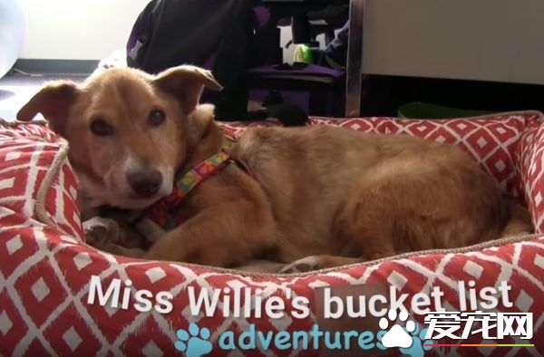 长年被拴的威利小姐 在生命最后时刻体验了快乐