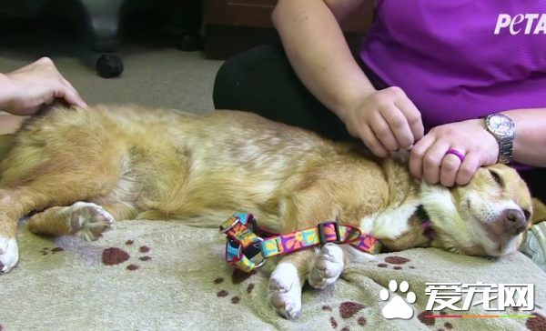 长年被拴的威利小姐 在生命最后时刻体验了快乐