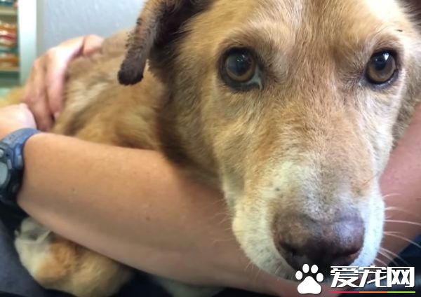 长年被拴的威利小姐 在生命最后时刻体验了快乐