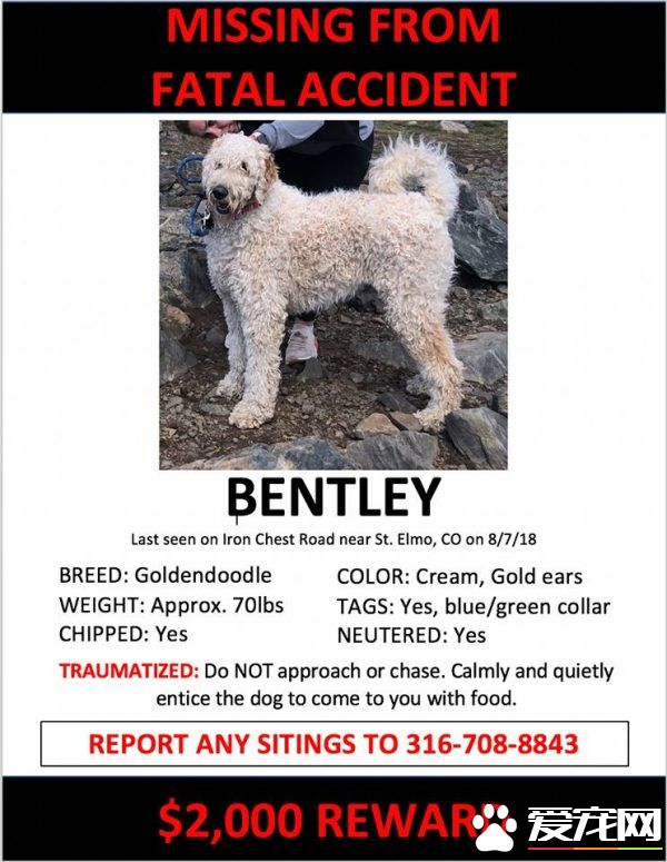 惨遇车祸！痛失母亲的莎曼珊辗转找回爱犬