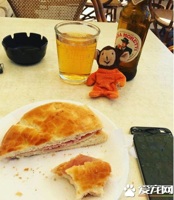 主人出门旅猫咪不舍主人 将爱心娃娃丢给主人