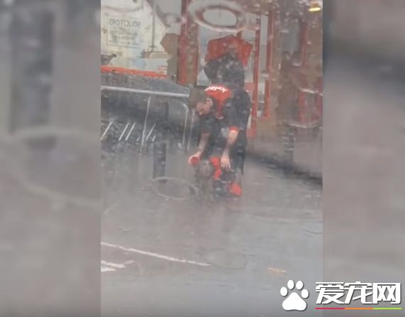 超有爱!狗狗大雨中等主人 好心男子脱外套为狗狗保暖
