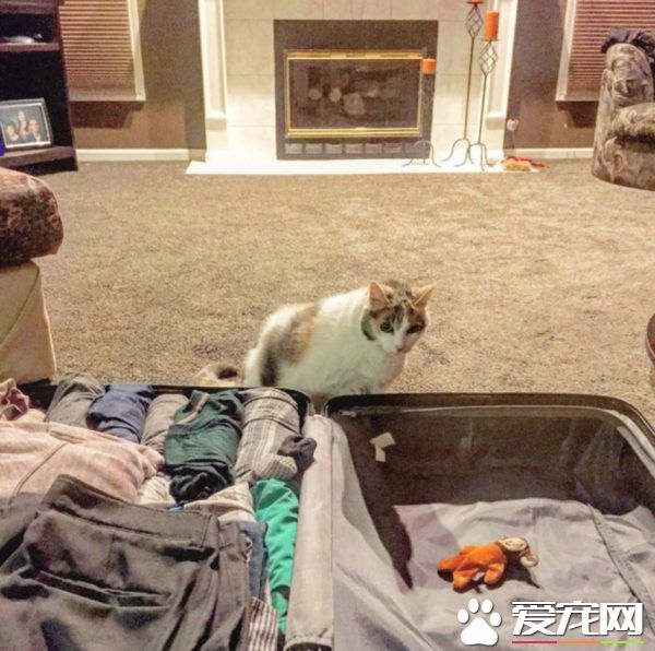 主人出门旅猫咪不舍主人 将爱心娃娃丢给主人