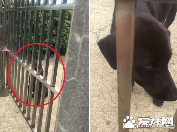 超有趣!只听麻麻的呼唤的小狗菜包