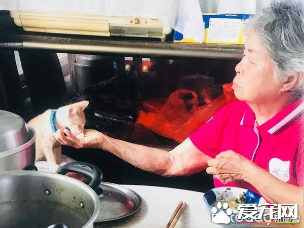 双双怕猫的阿公和阿嬷 最终还是被猫被收服