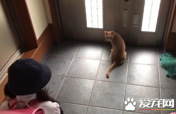 猫咪也爱出去玩 主人出门上课必须过猫咪的阻挡关卡