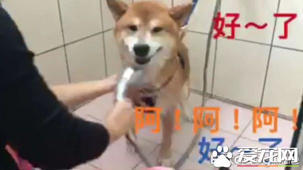 模仿力超强的柴柴，发音标准萌坏网友