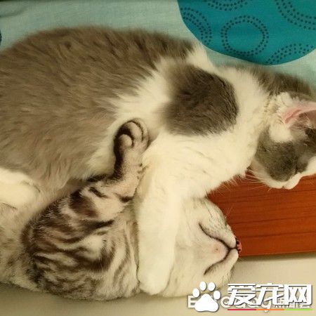 超级奶爸短毛猫 父代母职举脚耐心让女儿喝奶