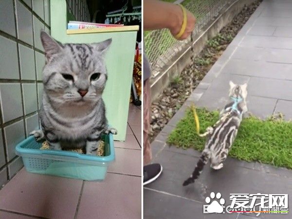 超级奶爸短毛猫 父代母职举脚耐心让女儿喝奶