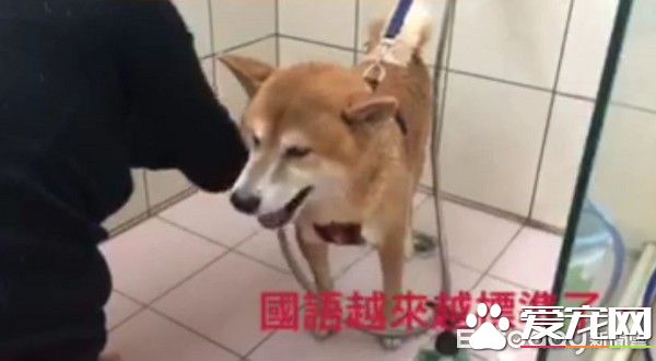 模仿力超强的柴柴，发音标准萌坏网友