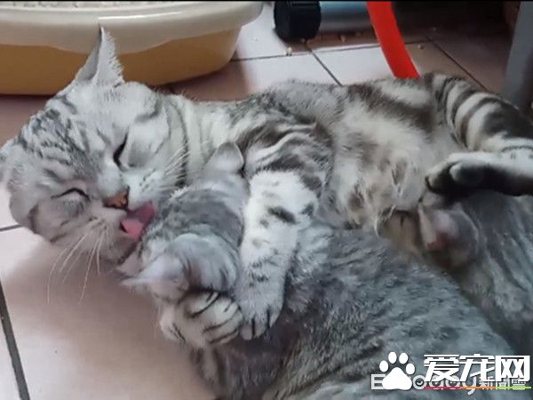 超级奶爸短毛猫 父代母职举脚耐心让女儿喝奶