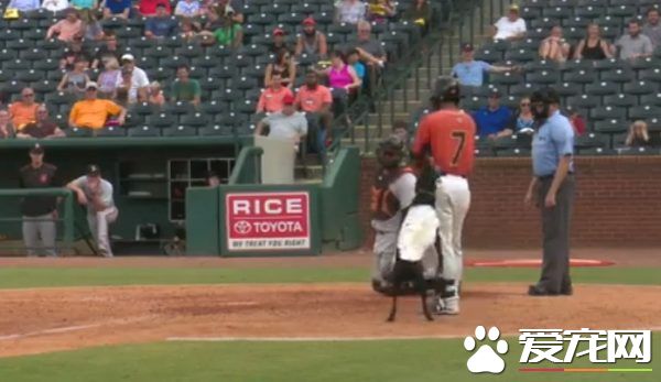 超可爱又尽职球童狗 可爱举动令球迷笑翻