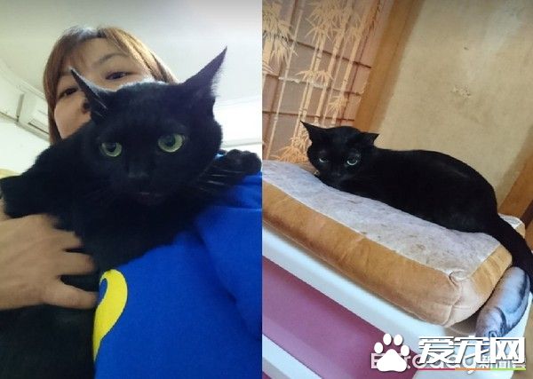 黑猫超爱爸爸 跳到人家肩膀上舔头顶不停撒娇