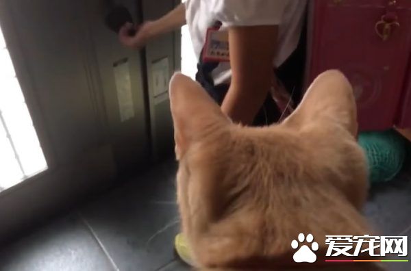 猫咪也爱出去玩 主人出门上课必须过猫咪的阻挡关卡