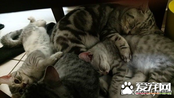 超级奶爸短毛猫 父代母职举脚耐心让女儿喝奶