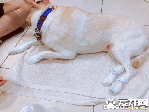 大雨激发的创 小布穿上包货很强的妈妈牌雨衣