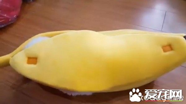 超萌的比熊犬爬进大香蕉休息  网友错认为是棉花