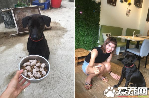 超有趣!只听麻麻的呼唤的小狗菜包