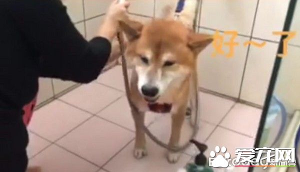 模仿力超强的柴柴，发音标准萌坏网友