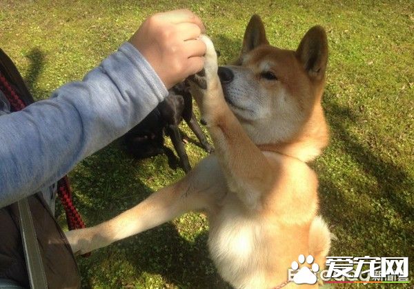 模仿力超强的柴柴，发音标准萌坏网友