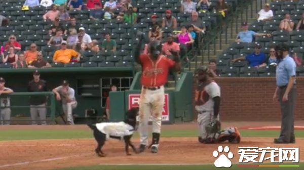 超可爱又尽职球童狗 可爱举动令球迷笑翻