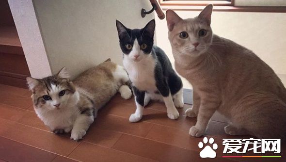 猫咪也爱出去玩 主人出门上课必须过猫咪的阻挡关卡