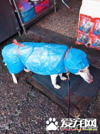 大雨激发的创 小布穿上包货很强的妈妈牌雨衣