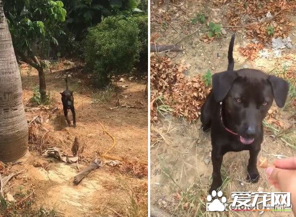 超有趣!只听麻麻的呼唤的小狗菜包