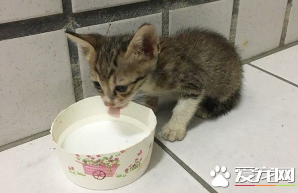 2只猫咪被遗弃在垃圾子母车 遇好心暖爸救回