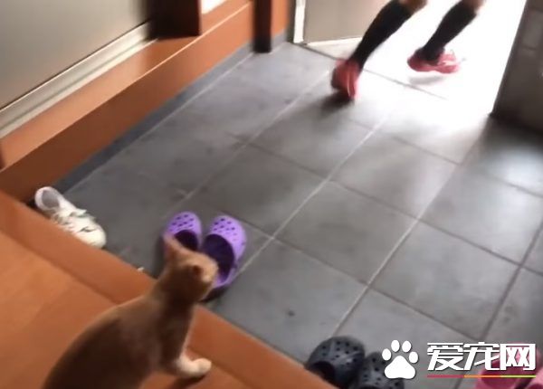 猫咪也爱出去玩 主人出门上课必须过猫咪的阻挡关卡