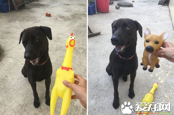 超有趣!只听麻麻的呼唤的小狗菜包