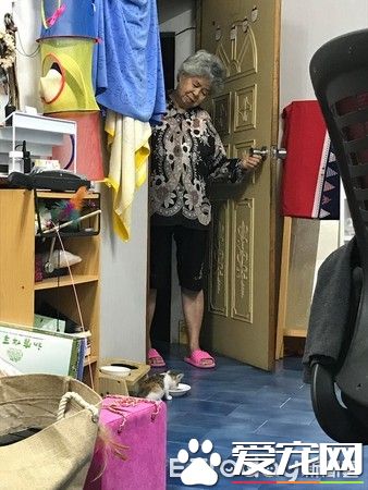 双双怕猫的阿公和阿嬷 最终还是被猫被收服