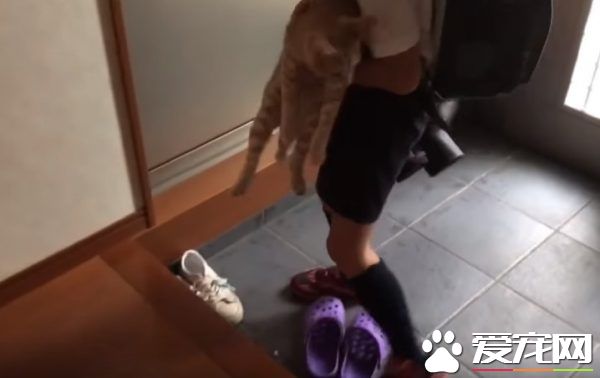 猫咪也爱出去玩 主人出门上课必须过猫咪的阻挡关卡