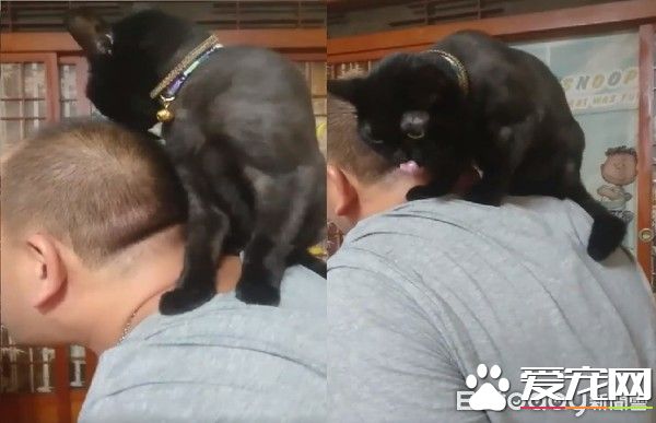 黑猫超爱爸爸 跳到人家肩膀上舔头顶不停撒娇