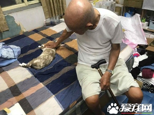 双双怕猫的阿公和阿嬷 最终还是被猫被收服