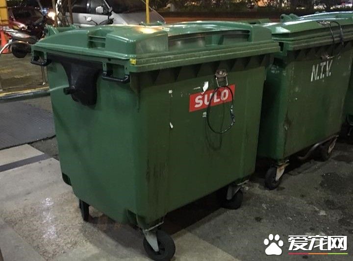 2只猫咪被遗弃在垃圾子母车 遇好心暖爸救回