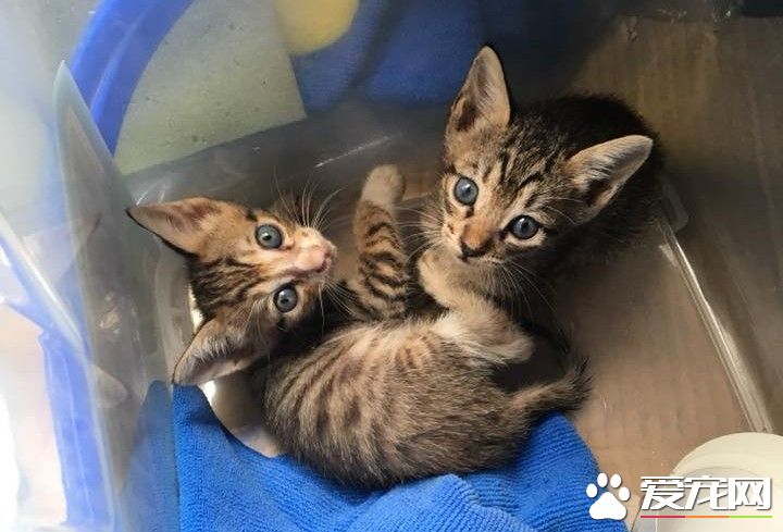 2只猫咪被遗弃在垃圾子母车 遇好心暖爸救回