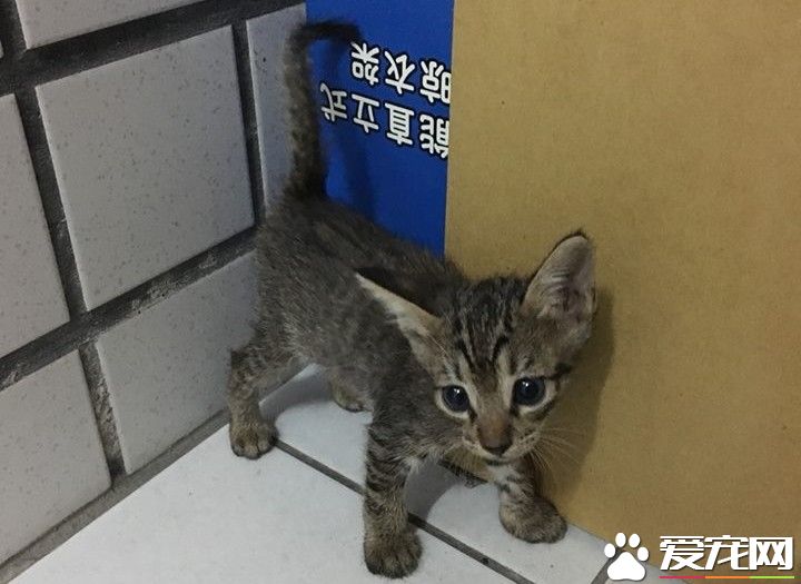 2只猫咪被遗弃在垃圾子母车 遇好心暖爸救回