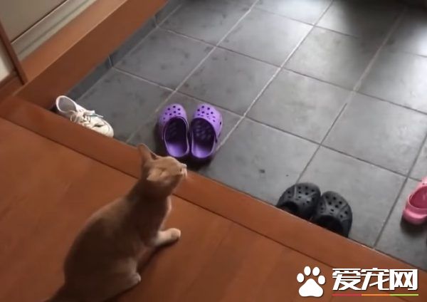 猫咪也爱出去玩 主人出门上课必须过猫咪的阻挡关卡