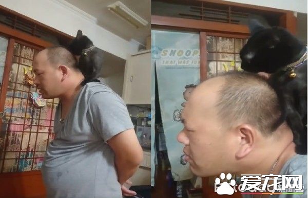 黑猫超爱爸爸 跳到人家肩膀上舔头顶不停撒娇