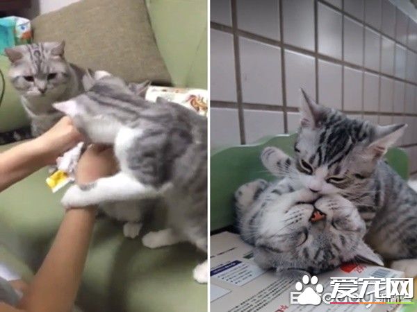 超级奶爸短毛猫 父代母职举脚耐心让女儿喝奶