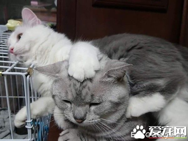 超级奶爸短毛猫 父代母职举脚耐心让女儿喝奶